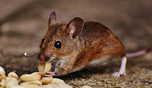 24 Hour & Emergency Exterminators in Paducah, KY
